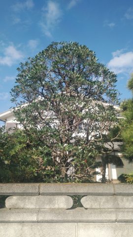 剪定 植栽 移植 造園工事 剪定 植栽などお庭のことなら川越市の彩乃庭へ